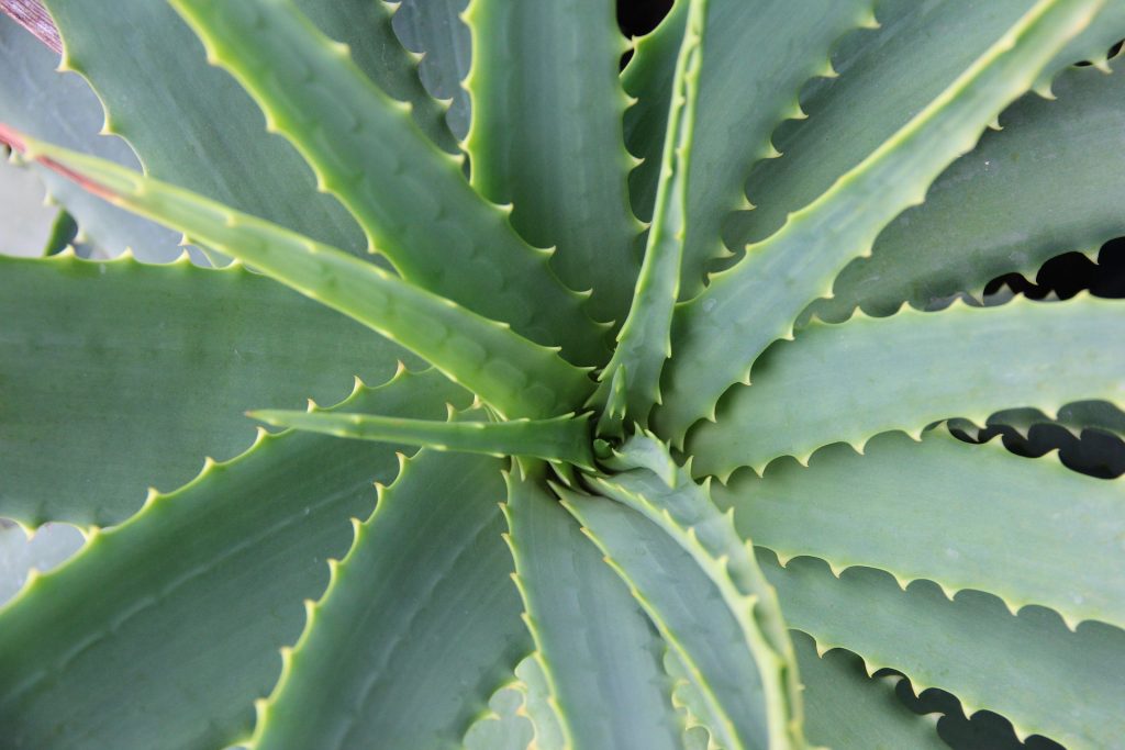 Plante aloe vera