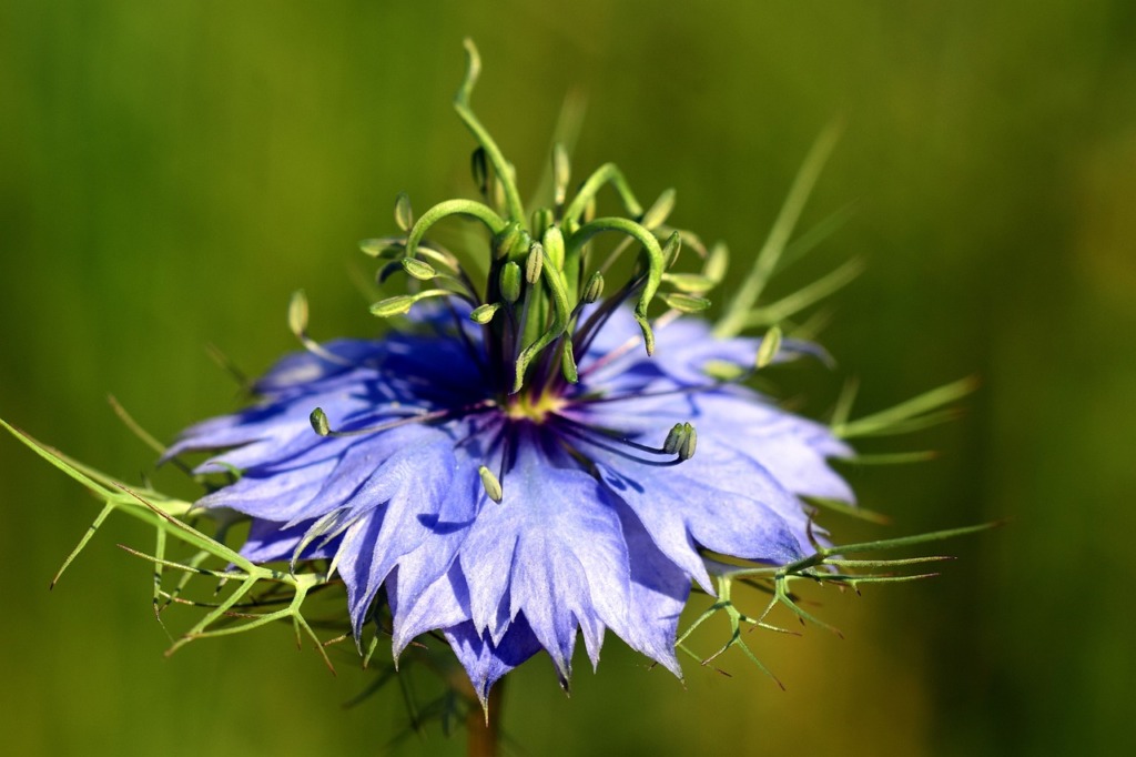 Fleur de nigelle