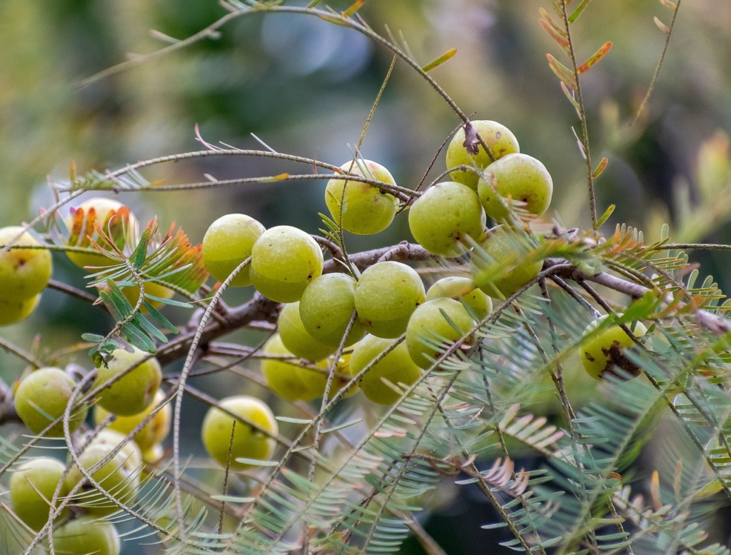 Huile douceur à l'Amla